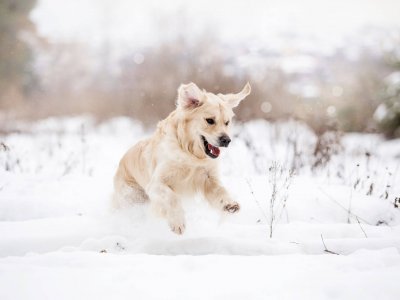 yellow dog running through snow outside in winter