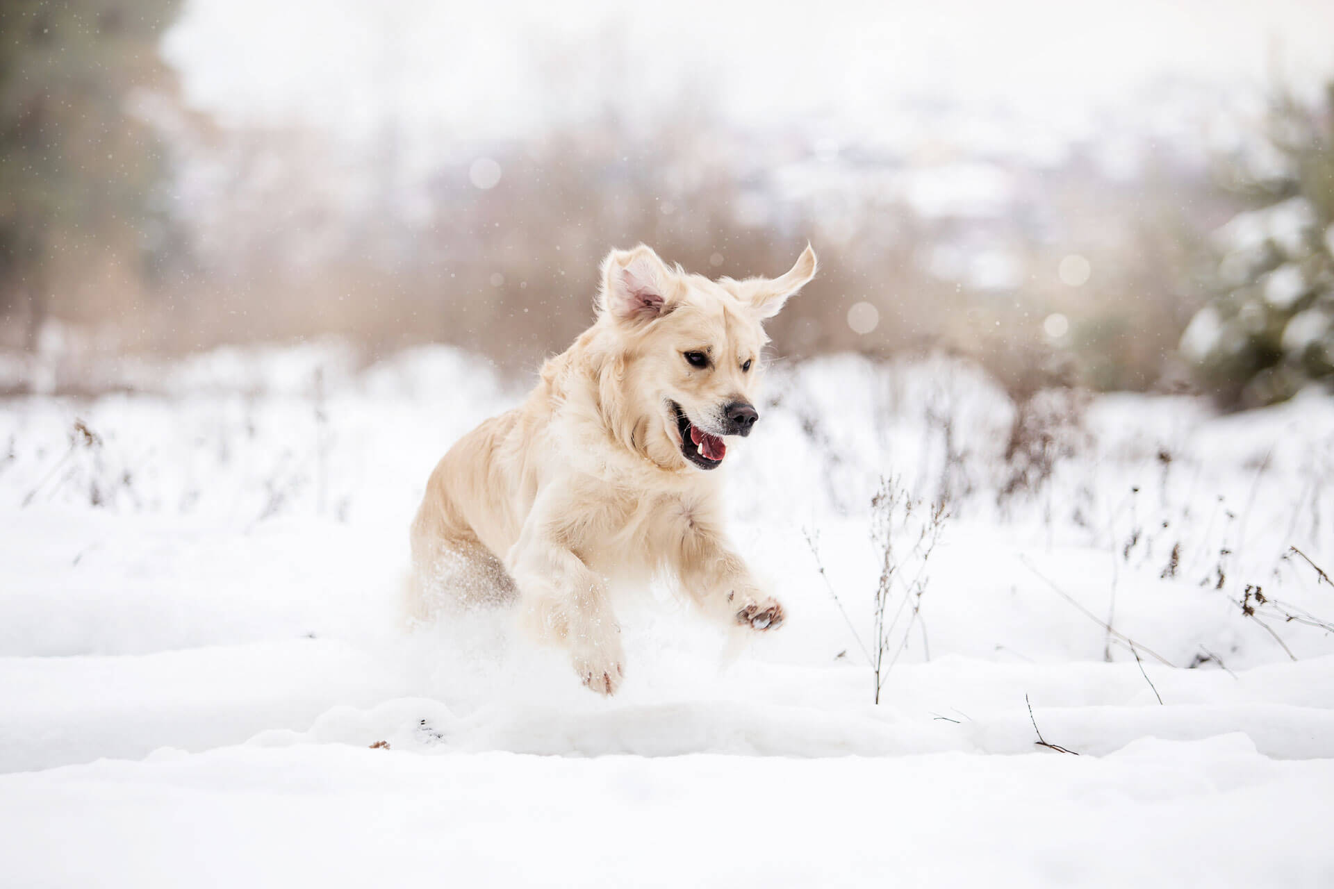 how do i protect my dog from cold weather