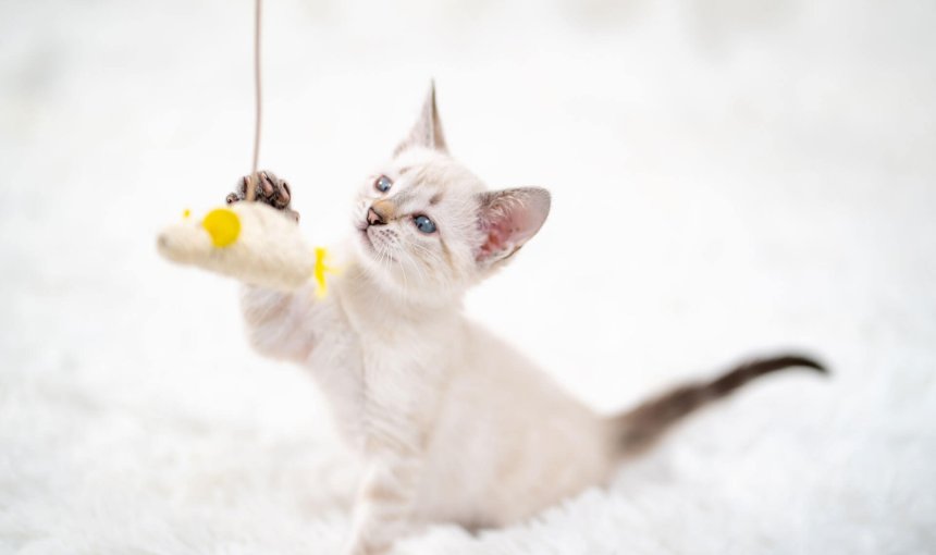 gatito blanco jugando con un juguete colgando, fondo blanco