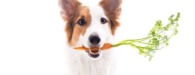 Perro blanco y marrón con una zanahoria en la boca.