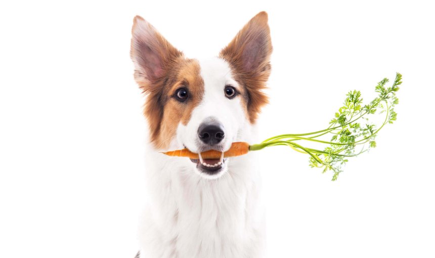 Perro blanco y marrón con una zanahoria en la boca.
