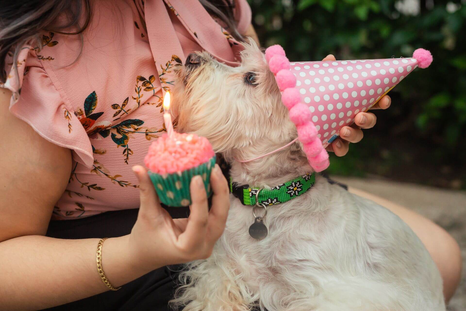 A dog wearing a party hat sitting by a woman holding a cupcake