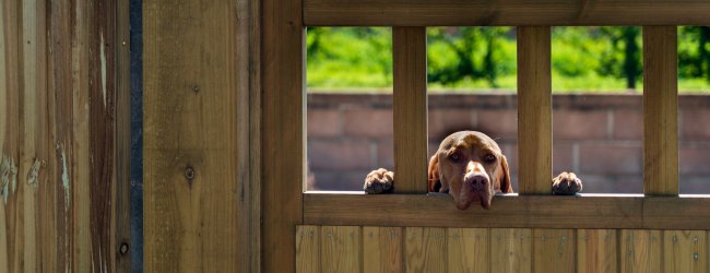A dog peeking through the wooden slats of a fence