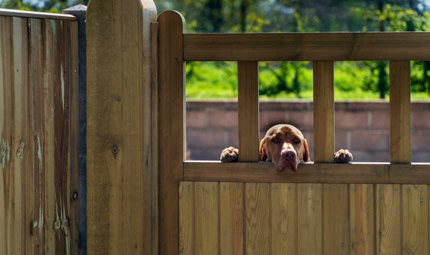 A dog peeking through the wooden slats of a fence