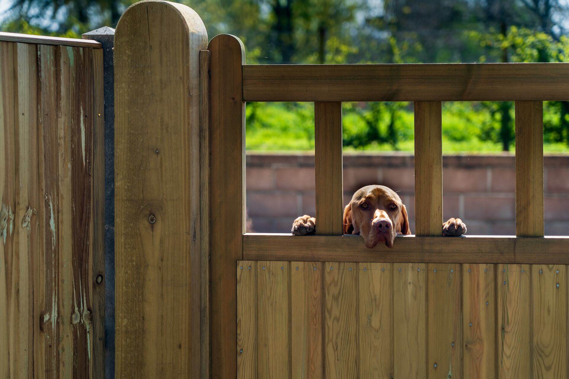 15 Dog Fence Ideas for Your Backyard - Tractive