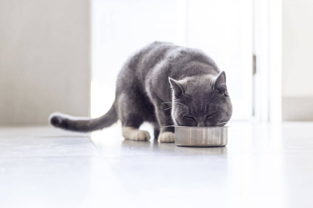 Gato gris comiendo en un comedero metálico en el suelo de un hogar