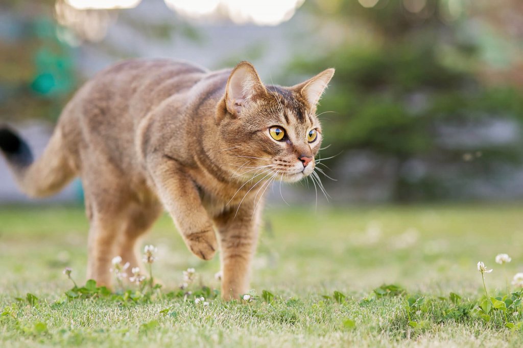 Gato marrón acechando a su presa al aire libre en el césped