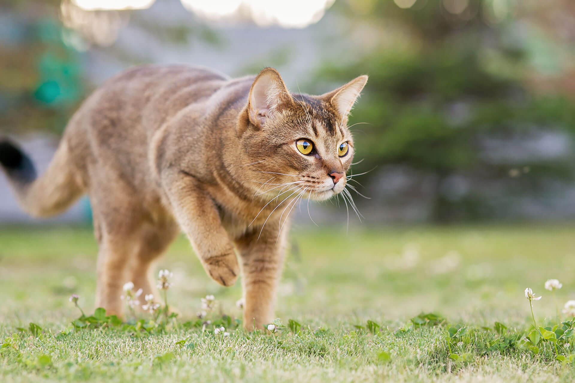 bruine kat besluipt prooi buiten op gras