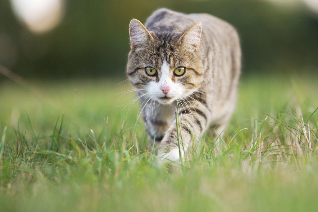 Gato caminando a través de la hierba mirando al frente para cazar