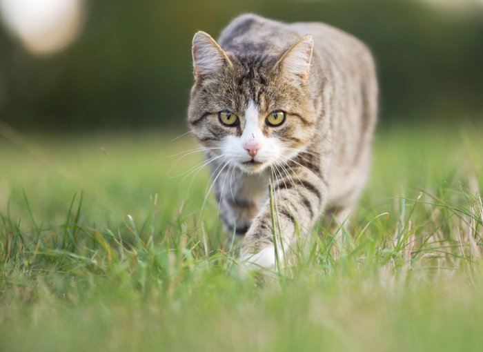 polujący kot przechodzący przez trawnik, patrzący przed siebie