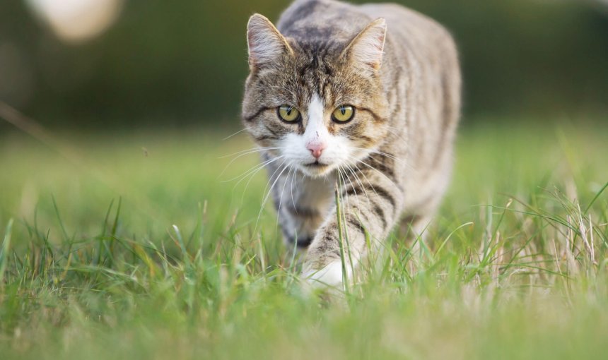 jagende kat loopt door het gras en kijkt recht vooruit