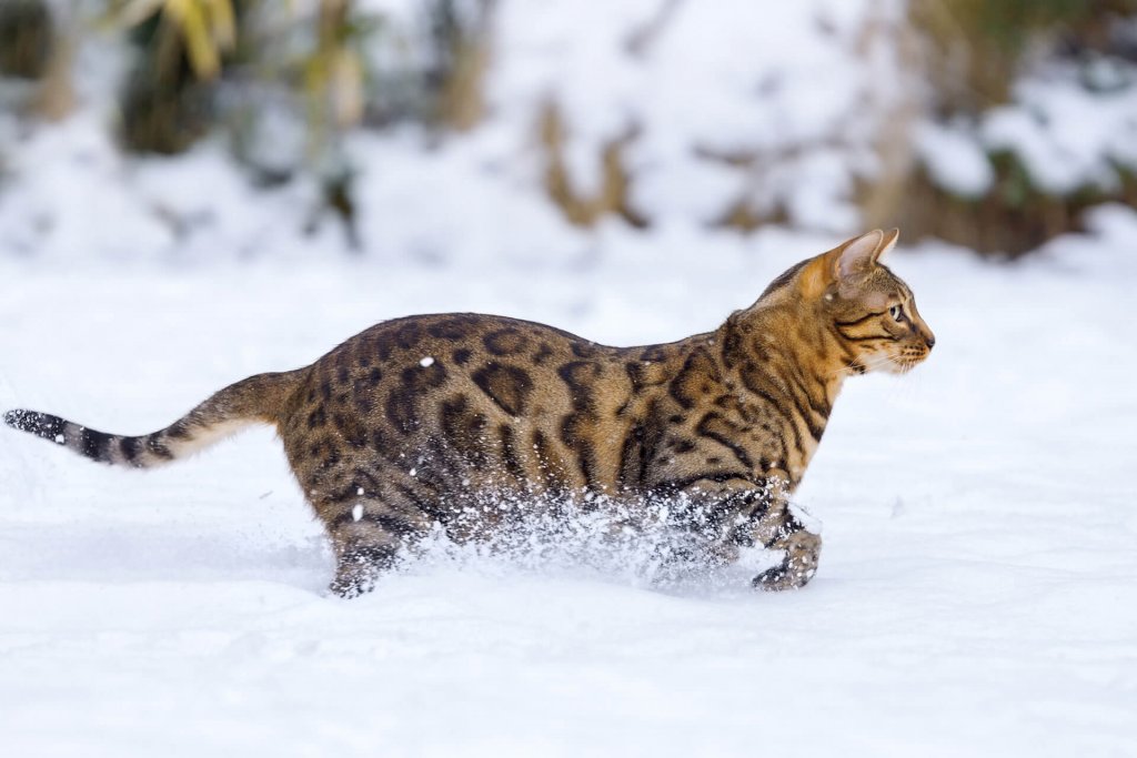 ruskeatäplikäs kissa kävelee ulkona lumessa