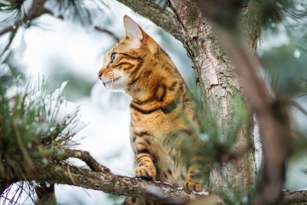 light brown patterned cat standing on a pine tree branch looking out, snowy weather