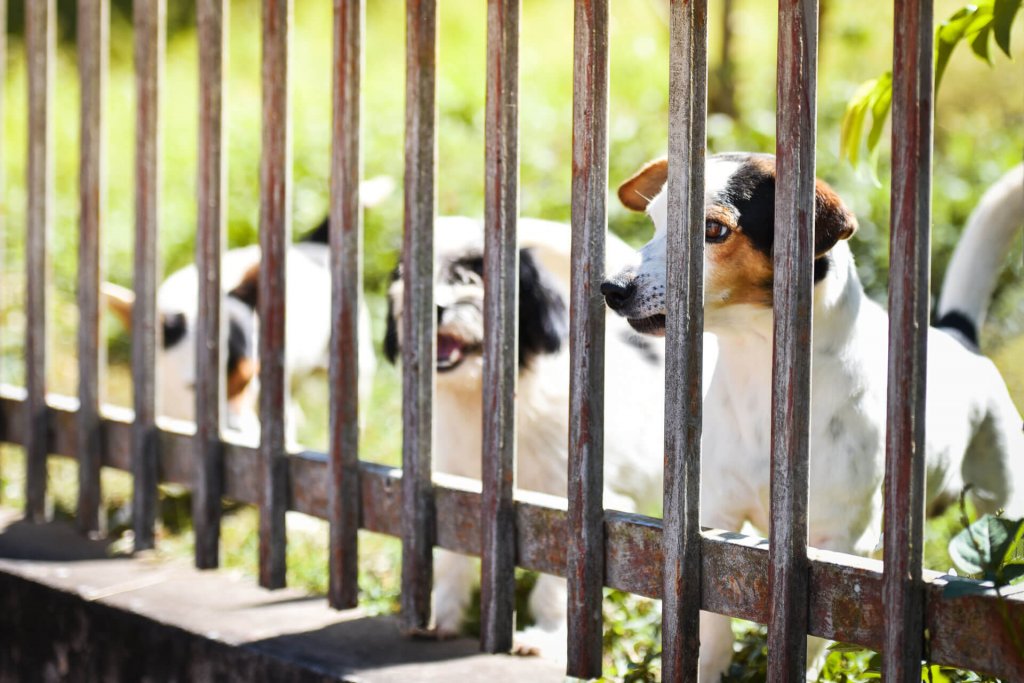 Tres perros blancos de pie detrás de una valla de metal para perros mirando a través de ella