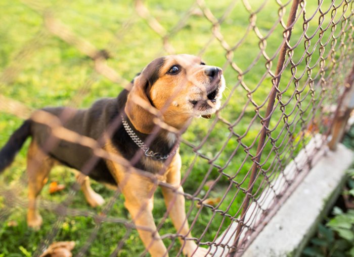 black and brown dog looking at a chain link fence