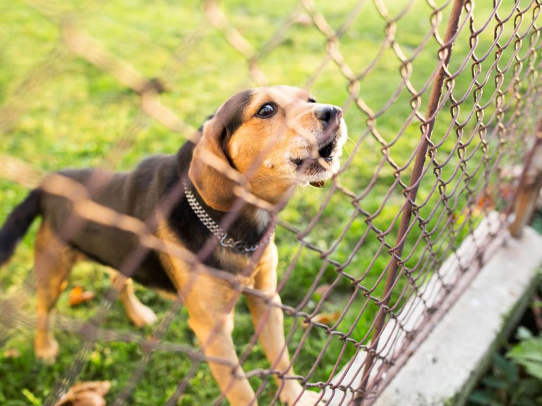 Schwarz-brauner Welpe bellt hinter Maschendrahtzaun für Hunde