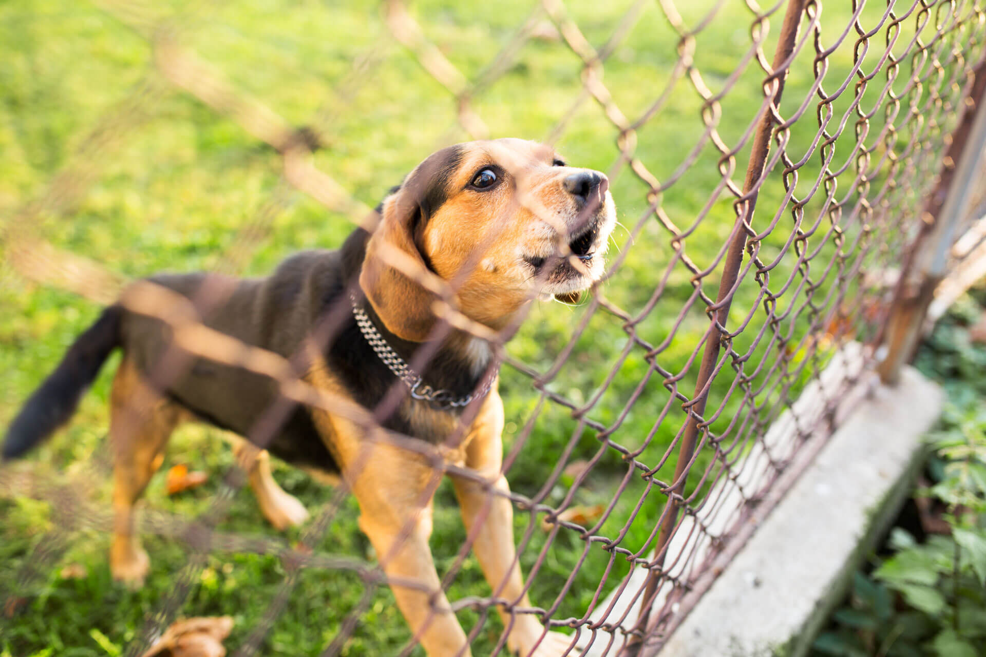 Schwarz-brauner Hund steht an einem Zaun und bellt