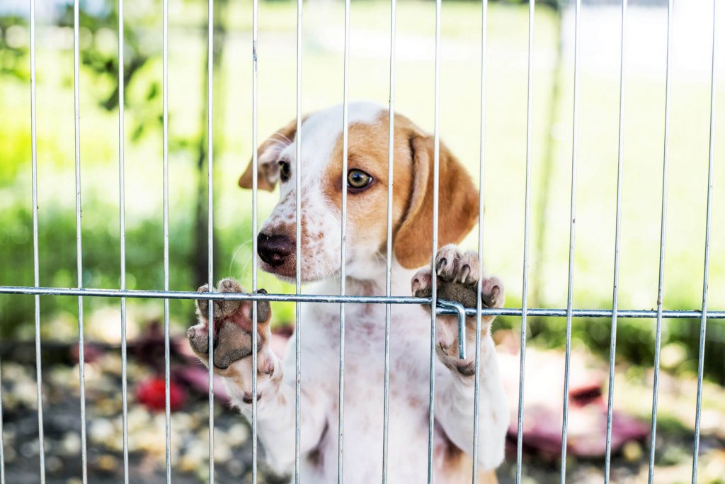 Perro blanco de pie detrás de una valla móvil para perros / jaula para perros
