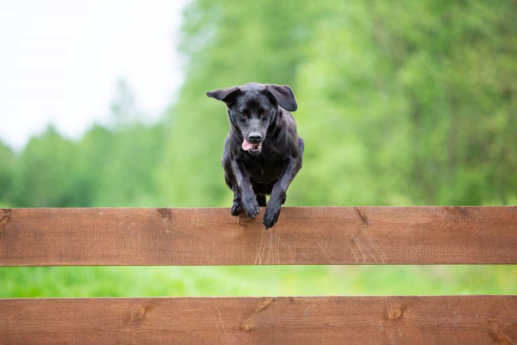 czarny pies przeskakujący przez brązowe, drewniane ogrodzenie
