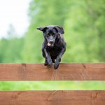 black dog jumping over brown wooden fence