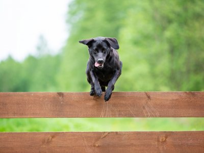 zwarte hond die over een bruin houten hekwerk springt