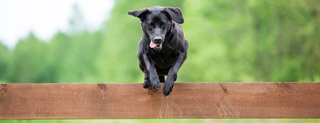 black dog jumping over brown wooden fence