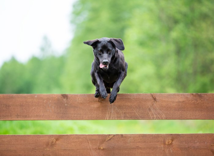 Musta koira hyppää ruskean puuaidan yli