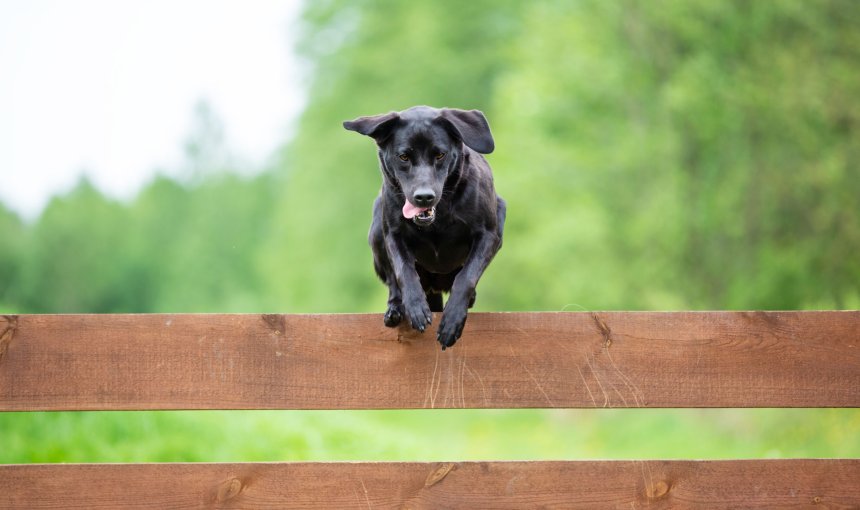 zwarte hond die over een bruin houten hekwerk springt