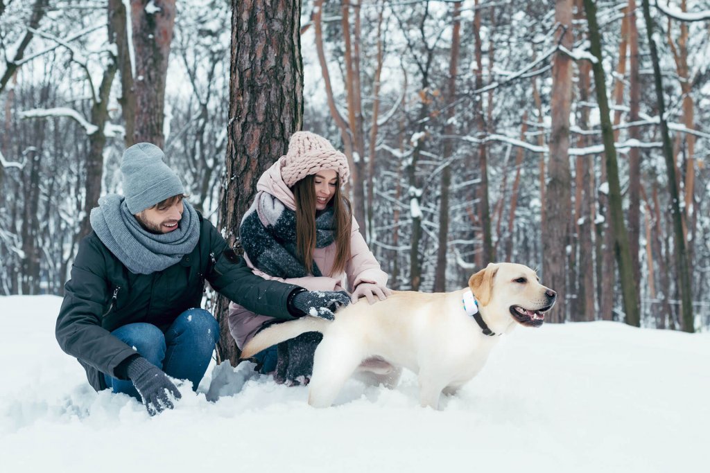 man and woman bending down petting a yellow lab dog wearing a GPS dog tracker in the snow, snowy forest in background, winter