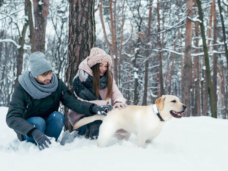 lab dog with man and woman in the snowy forest in winter, wearing a gps dog tracker
