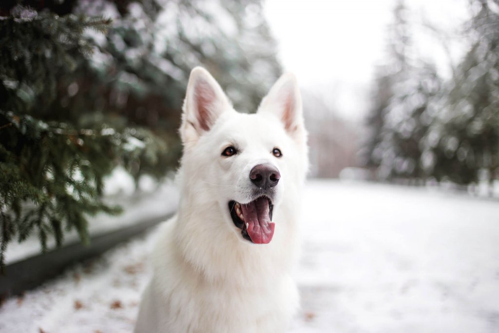 white dog sitting outside on a snowy road in winter with pine trees on either side of the road in the background, close up of the dogs upper body