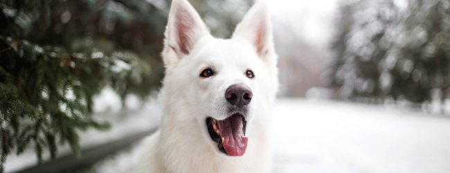 white dog sitting outside on a snowy road in winter with pine trees on either side of the road in the background, close up of the dogs upper body