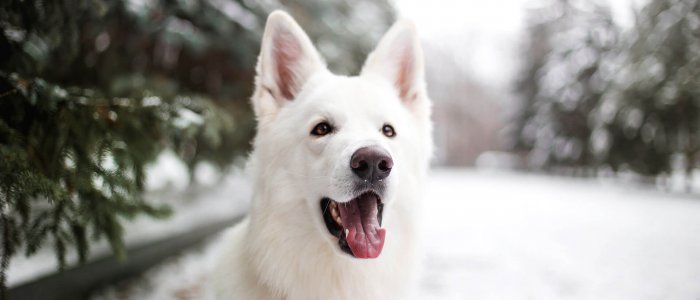 10 Snow Loving Dog Breeds: Get To Know Them! - Tractive