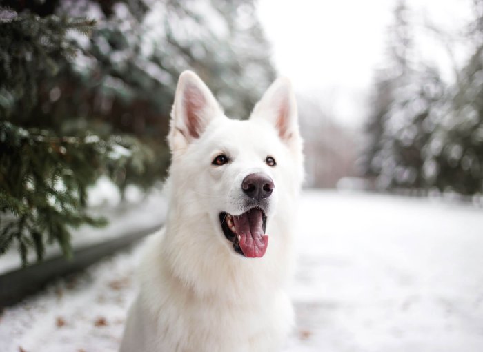 white dog sitting outside on a snowy road in winter with pine trees on either side of the road in the background, close up of the dogs upper body
