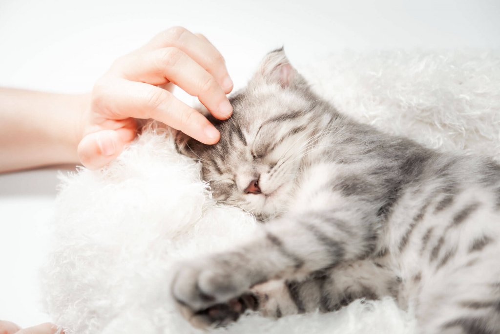 gatito gris durmiendo acurrucado en una manta blanca con la mano de una persona acariciándole el pelo
