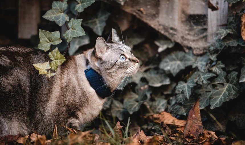 Un gato lleva un rastreador Tractive GPS & Health