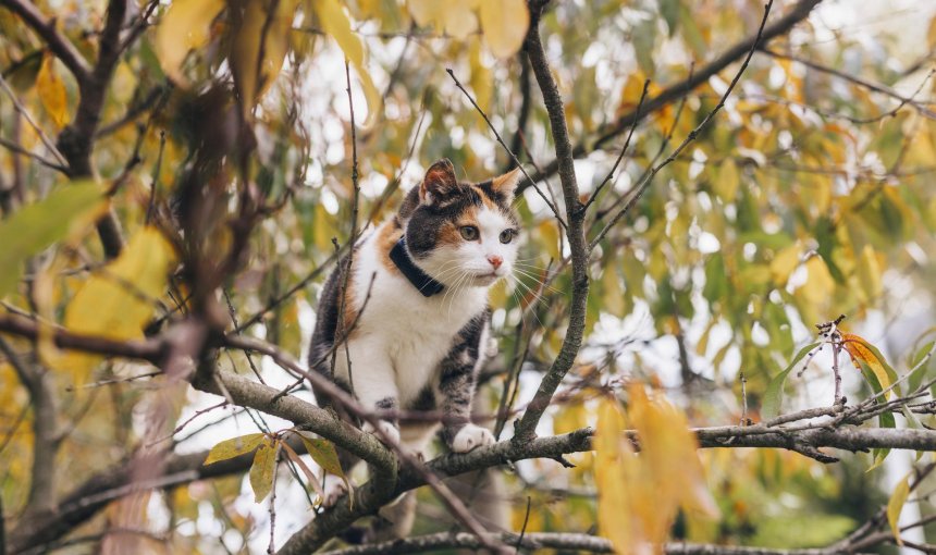Gato con un rastreador en un árbol