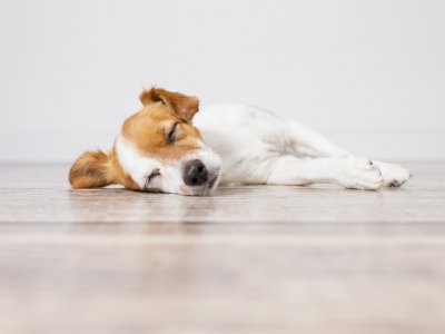 white and brown dog lying on the floor sleeping
