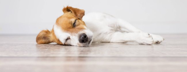 witbruine hond die op de vloer ligt te slapen