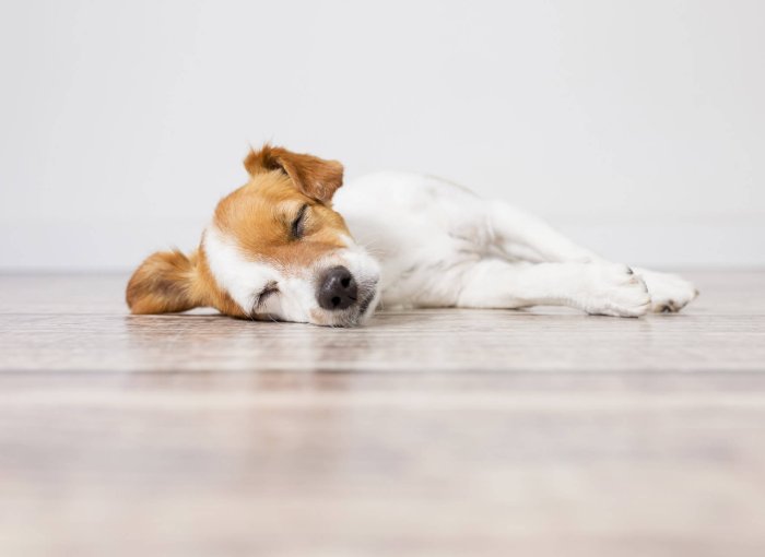 Vit och brun hund som ligger och sover på golvet