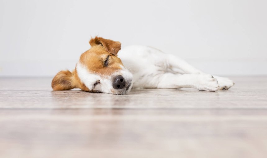 Vit och brun hund som ligger och sover på golvet