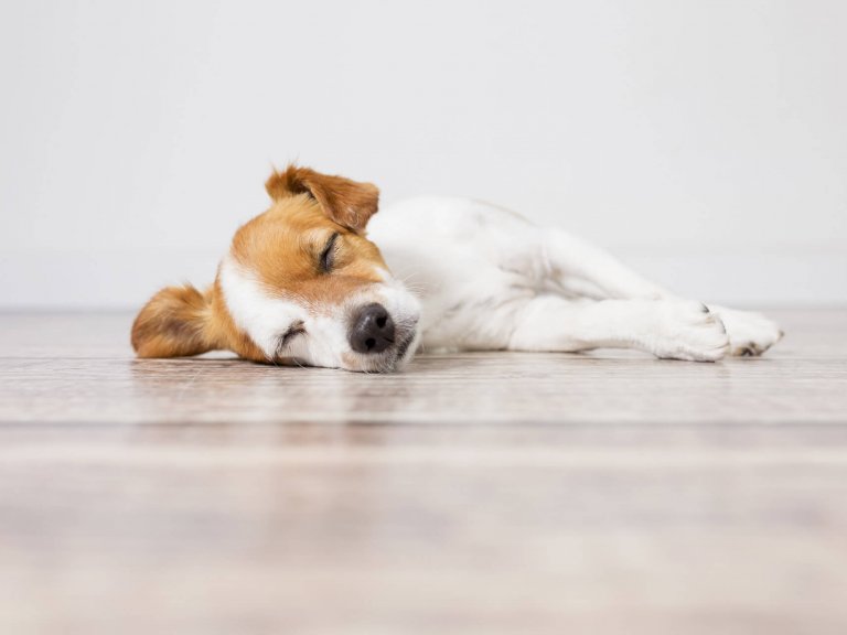 small white and brown dog not moving laying on the floor indoors on wood floor with white wall in the background