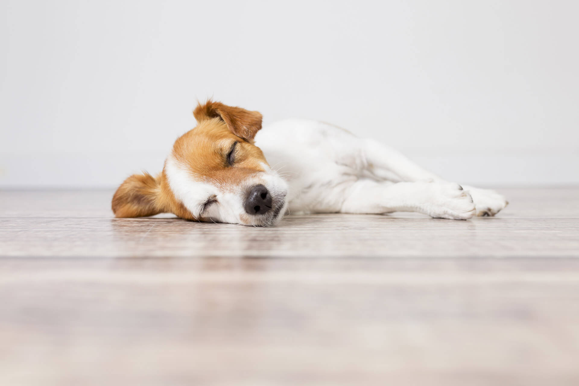 cane bianco e marrone dorme steso sul pavimento
