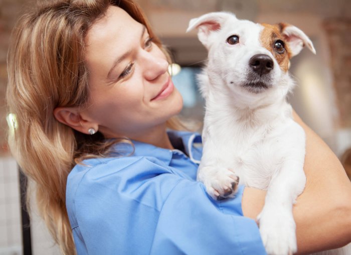 en kvinnelig veterinær som holder hvit og brun hund