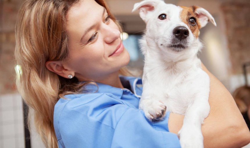 Kvinnlig veterinär som håller i vit och brun hund