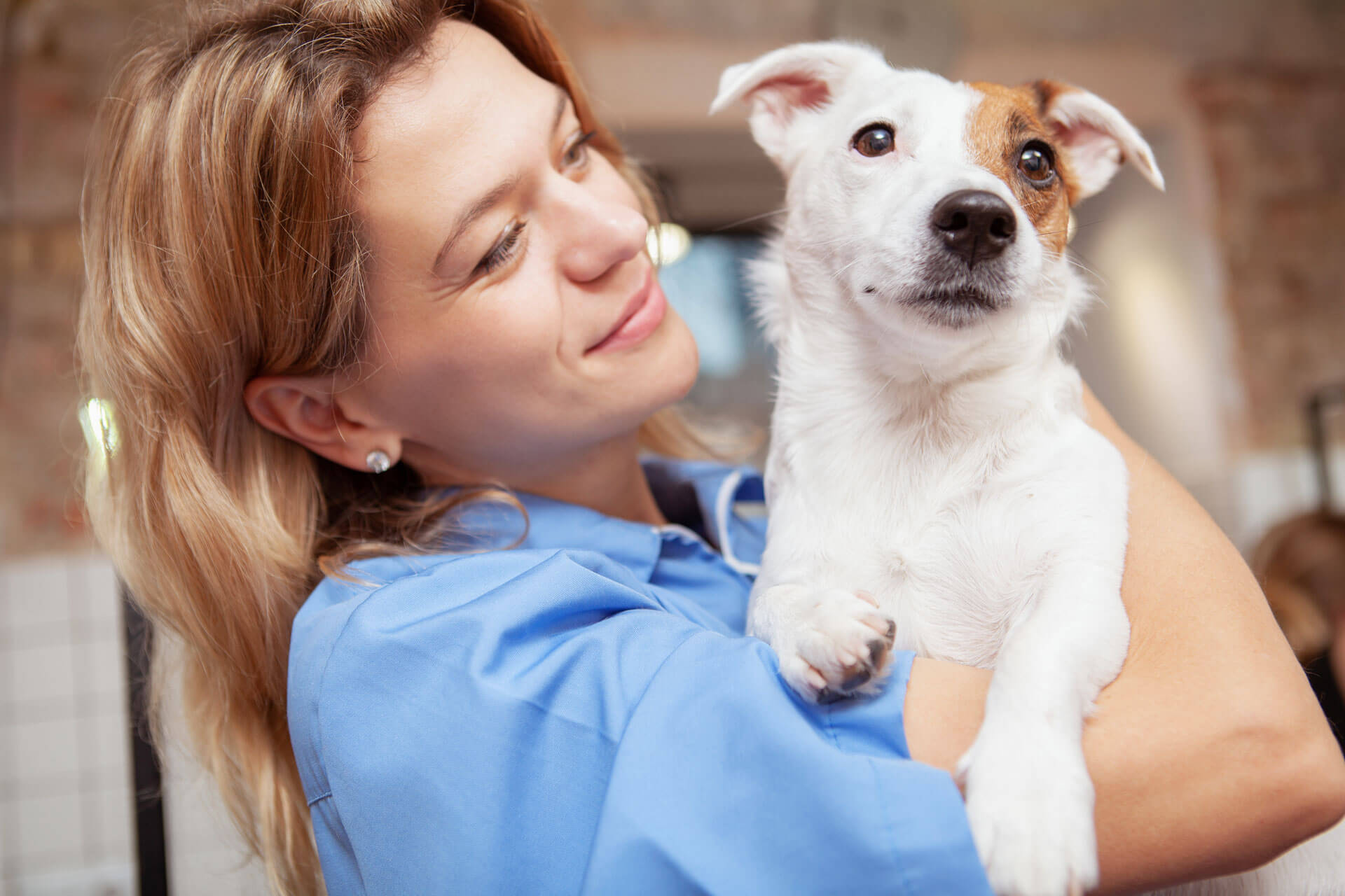 female vet holding white and brown dog
