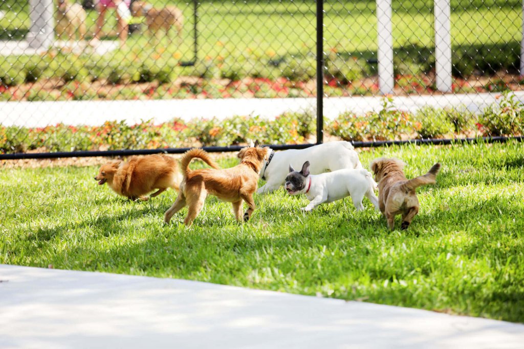 dogs playing in a dog park