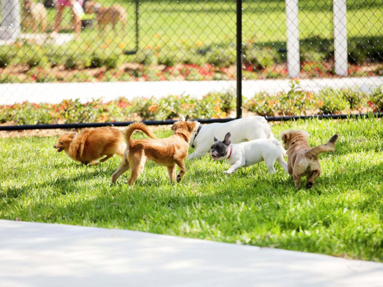 dogs playing in a dog park