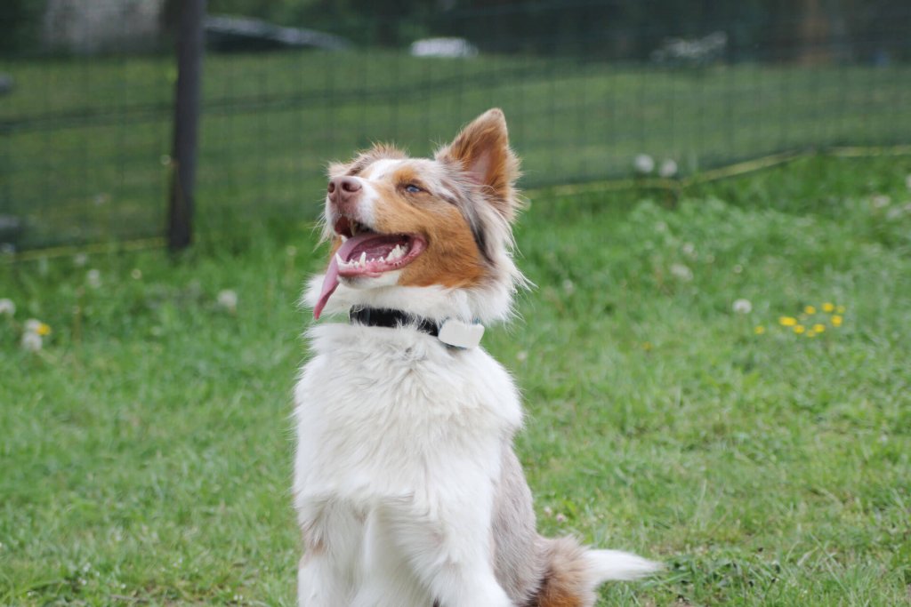 vit och brun hund som sitter utomhus på gräs med Tractive GPS hundpejl på hundhalsbandet