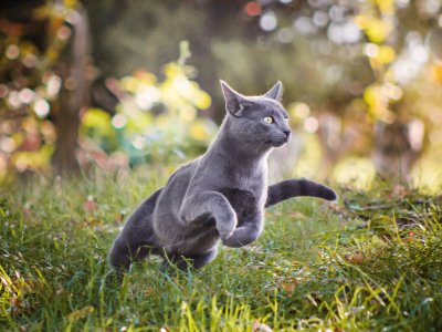 gray cat running in grass